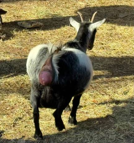 UNDERSTANDING GOAT PROLAPSE: A GUIDE FOR FARMERS